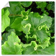 Hera comum 'Parsley Crested'